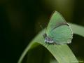 Callophrys chalybeitincta (Kafkasyazümrütü)
